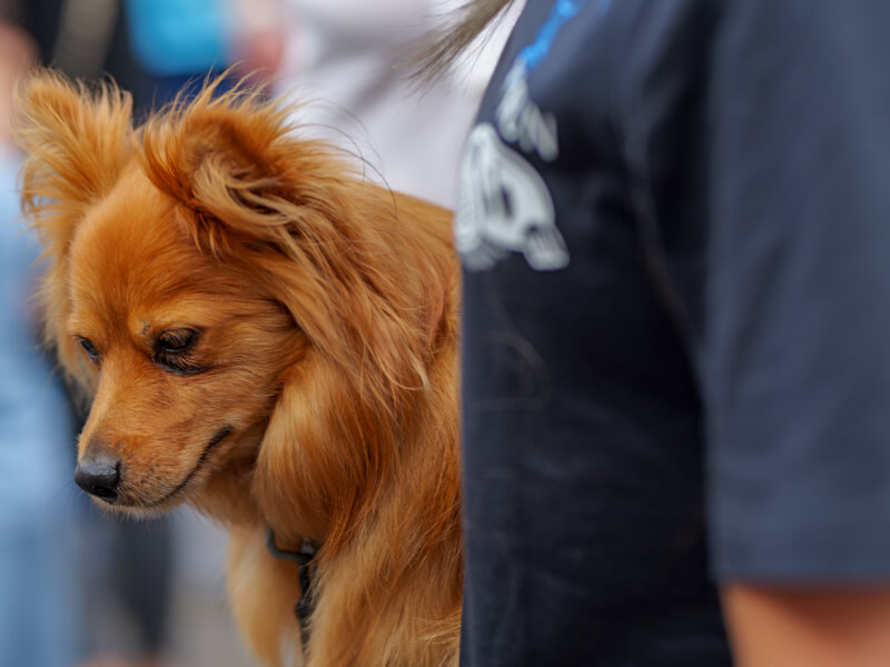 dog